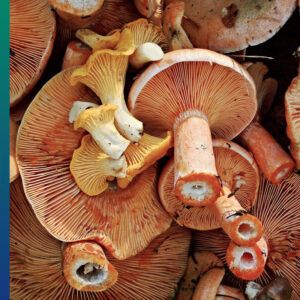How Healthy are Mushrooms? 7 Reasons to eat them.