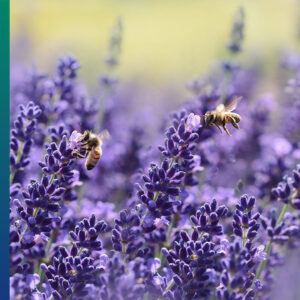 Field of lavender