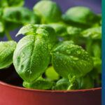 Green herb - Basil