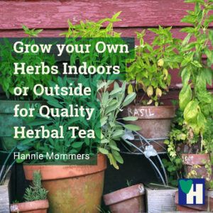 Grow your Own Herbs Indoors or Outside for Herbal Tea