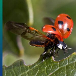 Ladybugs are a sign the garden is healthy