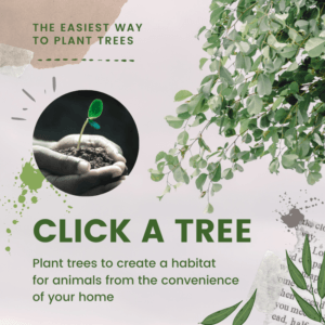 Click a Tree, the easiest way to plant trees