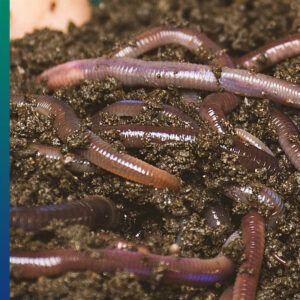attract wildlife to our garden: Worms make the soil healthy