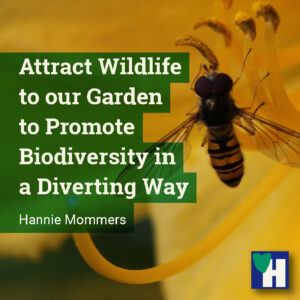 Attract Wildlife to our Garden to Promote Biodiversity in a Diverting Way