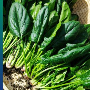 Magnesium in spinach