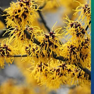 Witch-hazel