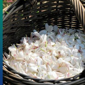 Petals of Jasmine