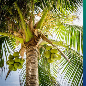 Coconuts in a palmtree