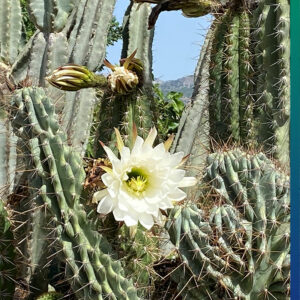 A garden full of cacti