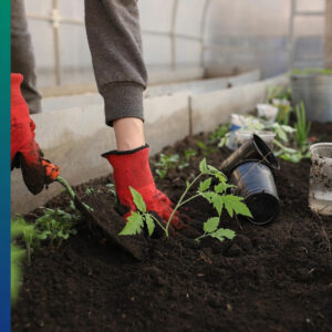 A greenhouse for vegetables and fruits