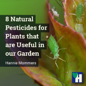 8 Natural Pesticides for Plants that are Useful in our Garden