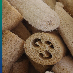 Luffa or Loofah, the natural sponge