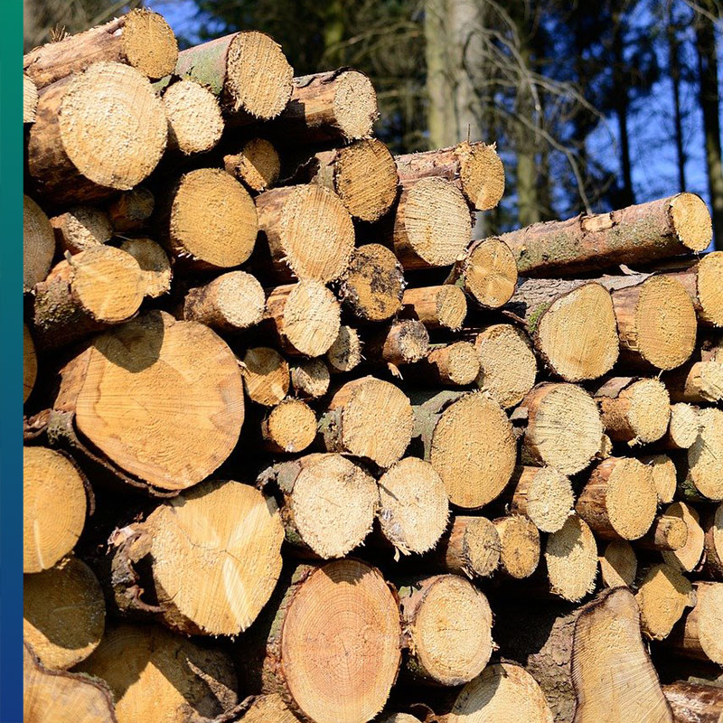 Is Burning Wood Sustainable or Bad for the Environment?