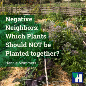 Negative Neighbors: Which Plants Should NOT be Planted together?