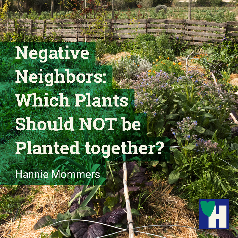 Negative Neighbors Which Plants Should NOT be Planted together?