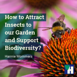How to Attract Insects to our Garden and Support Biodiversity?