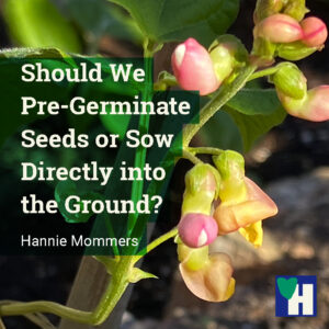 Should We Pre-Germinate Seeds or Sow Directly into the Ground?