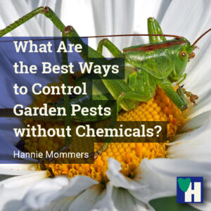 What Are the Best Ways to Control Garden Pests without Chemicals?