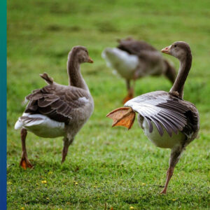 migrating geese